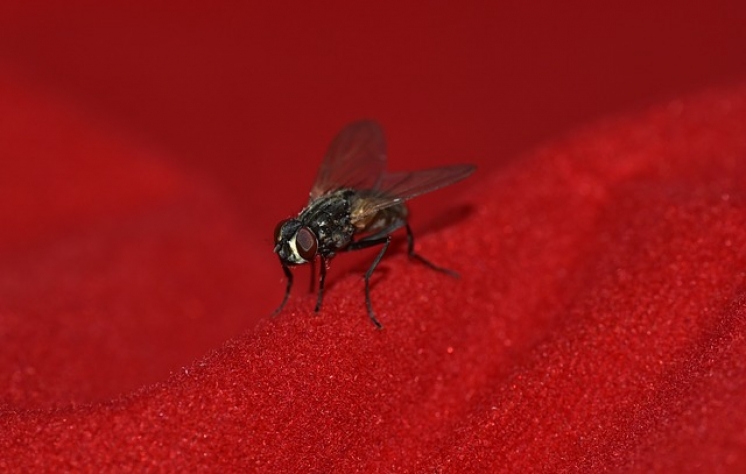 Eliminar plagas de mosca negra, un objetivo para este verano