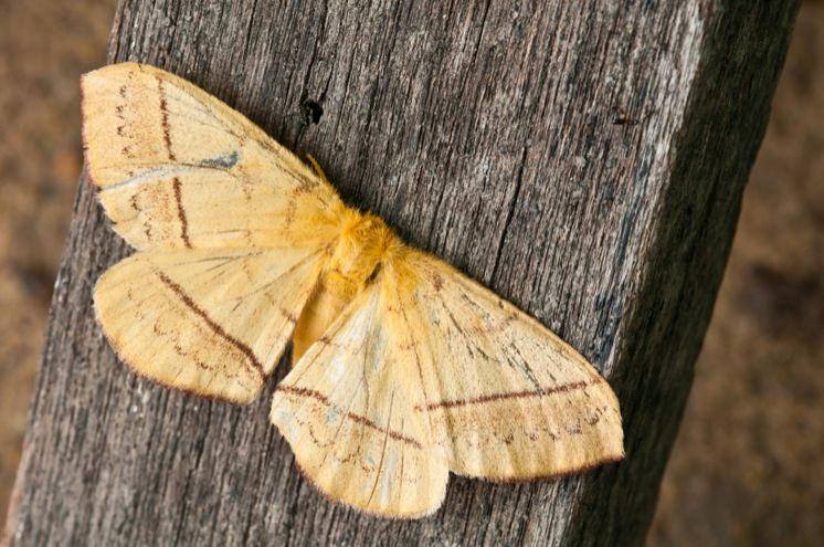 c4416d79eef6dd018bcee3cd8b8ba561 XL