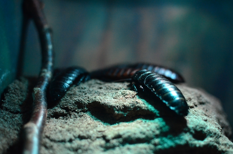 c66733db6fd9c6779ab24f57f69f5201 XL