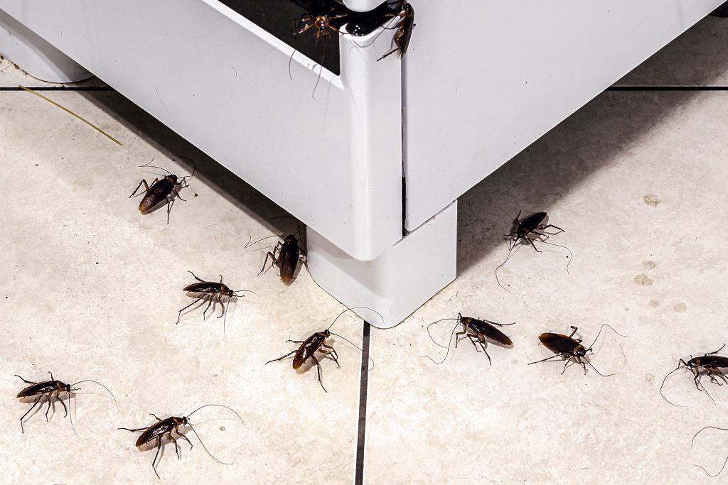 como eliminar plaga de cucarachas