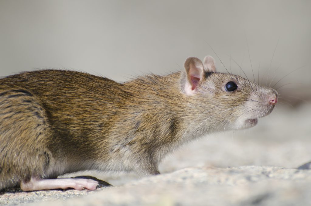 rata y raton